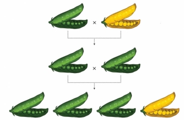 Gregor Mendel - Pai da Genética